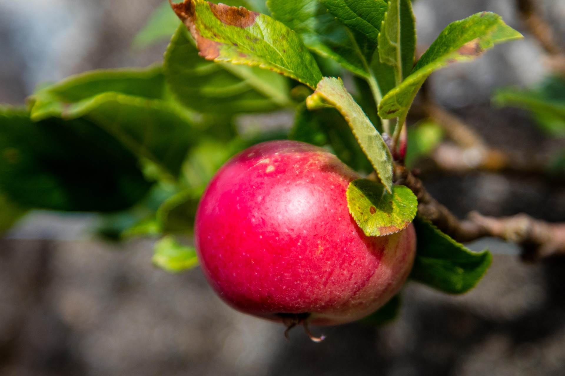 Pick apple & quince in season